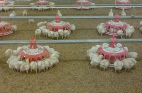 索盘环绕盘式种鸡喂料系统